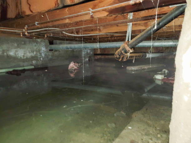Best Local water damage restoration  in Tolleson, AZ